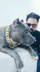 He gets along famously with all the other dogs in his foster home. Brody Badshah Doglovers Petfed Boss Atitude Dog Americanbully Pitbull Dogs Pets Shoot Harpreet Sdc In Tiktok Exolyt