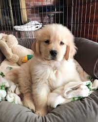 Golden retriever puppies for sale. Available Puppies