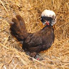 Pin On Poules Et Coqs Chez Farmili