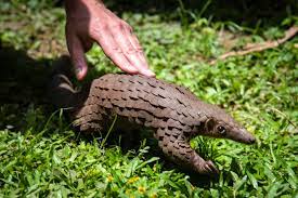An endangered sunda pangolin at the carnivore and pangolin conservation center in cuc phuong national park, vietnam. Coronavirus Could Actually Do One Good Thing Save Pangolins Wired Uk