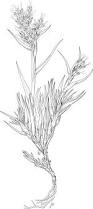 Image result for Rytidosperma davyi