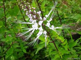Pasti ramai yang sudah ketahui kebaikan khasiat misai kucing kerana di negara kita sangat popular dengan jualan teh misai kucing. 9 Khasiat Misai Kucing Untuk Kesihatan Sentiasa Panas