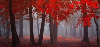 秋天 森林 雾 树林 红色树叶 自然风景桌面壁纸 nature collage oil painting landscape nature inspiration