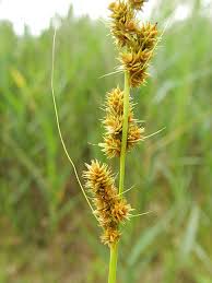 Image result for Carex johnstonii