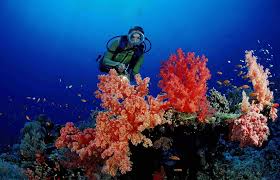The World S Best Scuba Diving Destinations