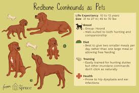 It may be used to hunt raccoon, deer, bear, boar, cougar, or other large game. Redbone Coonhound Full Profile History And Care