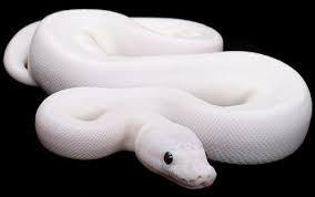 Black And White Corn Snake So Cute Corn Snake Looks Like Mine Snake Ball Python Ball Python Morphs