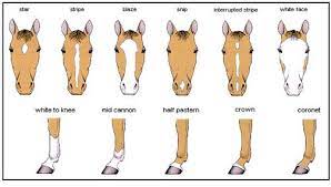 Horse Breed Descriptions