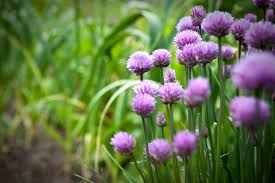 Schnittlauch — (allium schoenoprasum), ein zwiebelgewächs mit röhrigem, rundem schaft, kugelförmigen blüthenköpfen, walzen , pfriemen förmigen, hohlen blättern, niedrig. Schnittlauch Pflanzen Die Wichtigsten Pflanztipps