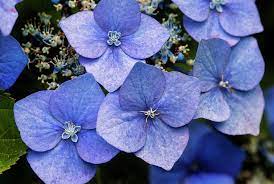 Beautiful Colorful Summer Hydrangea Flower Close Up By Matthew Gibson Flower Close Up Hydrangea Flower Summer Hydrangeas