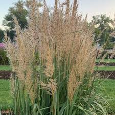 Image result for Sorghastrum