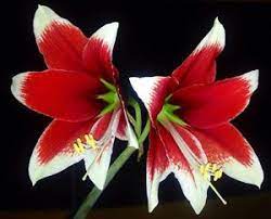 Pin On Amaryllis Flowers Part 1