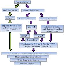 Scielo Brasil Healthy Human Aging Intrinsic And Environmental Factors Healthy Human Aging Intrinsic And Environmental Factors