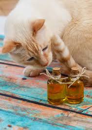 If a pure or concentrated essential oil. Tea Tree Oil For Cats Understanding The Risks And Using It Safely