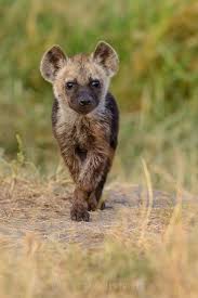 Yavru Sirtlan Cute Animals Animals Beautiful Animals Wild