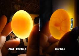 Pigeon Egg Facts Laying Eggs And Hatching Birds Profile