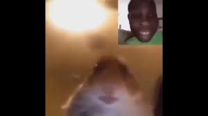 Staring animals meme notebook looking at camera: Hamster Looking At Camera Meme Compilation Youtube