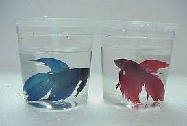 When it comes to fighting quotes, mma is pretty much incomparable to any other sport. Betta Fish Quotes Quotesgram