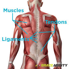 Your lower back (lumbar spine) is the anatomic region between your lowest rib and the upper part of the buttock. Torn Pulled Strained Back Muscles What You Didn T Know