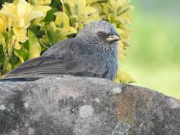 Image result for Erythrocephalum decipiens