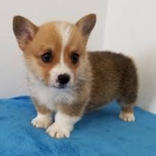 This typically consists of a spay/neuter, young puppy shots, a veterinarian examination, and needed grooming, nail clipping, etc. Evan Pembroke Welsh Corgi Puppy 599027 Puppyspot