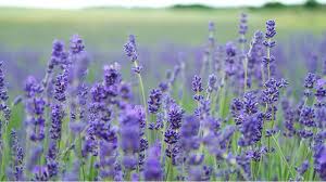 You can eat the whole thing too, from the stamen and pistil to the sepals and pedals. 8 Flowers You Can Eat Suitcase Magazine