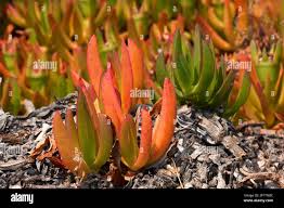 Image result for Carpobrotus