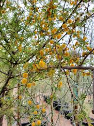Image result for Acacia