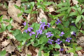Ohio's poland municipal forest wildflowers: Woodland Wonders Spring Ephemerals Sing The Blues Bygl