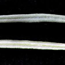 Image result for Cordylostigma virgatum