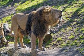 Radja Roaring Asiatic Lion African Lion Lion