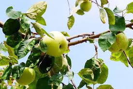 Namun ketika sudah tumbuh besar bisa dikurangi penyiramannyaintinya pohon apel tidak bisa tumbuh. Buah Buahan Liar Keemasan Pohon Apel Pohon Foto Apel Gambar Apel Apel Piqsels