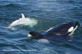 Check spelling or type a new query. Frosty The White Killer Whale Pays A Visit To Monterey Bay Santa Cruz Sentinel