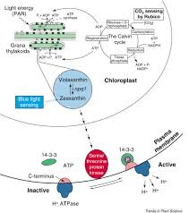 In this article, the guard cells action to control the behavior of stomata, which ultimately affects the production of food in plants, is elaborated. Sensory Transduction Of Blue Light In Guard Cells Trends In Plant Science