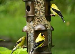 Thus, they like to eat from tube feeders, perhaps hanging on a tall bird feeder pole or shepherd's hook. How To Attract Goldfinches To Your Backyard Feeder Dengarden
