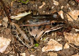 Image result for Lepidagathis eriocephala