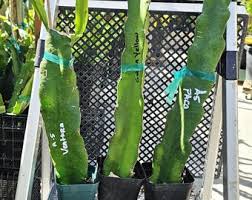 Image result for Lycopodiella sarcocaulon