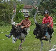 Relaxing with ostrich» (jelita ostrich farm). Jelita Ostrich Farm Seremban All You Need To Know Before You Go Updated 2021 Seremban Malaysia Tripadvisor