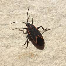 How To Get Rid Of Boxelder Bugs Outside Best Pest Control Pest Control Pests