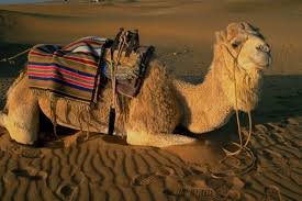 Camel through a needle's eye, a. Camel Through The Eye Of A Needle Br Opposing Views
