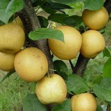 Maybe you would like to learn more about one of these? Ya Li Shu Planting Pear Fruit Tree Pear Seedings Buy Pear Seedlings Pear Trees Fruit Trees Product On Alibaba Com