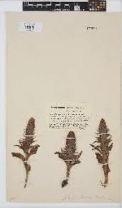 Image result for Satyrium compactum