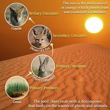 Desert food chain worksheet the change which will take place this week comes after a review of the data that prompted the recent u s food and drug administration club employee that the desert land. Mojave Desert Food Chain Food Chain Desert Ecosystem Biomes Project