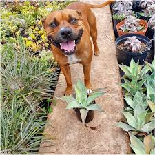 Image result for Adenia fruticosa