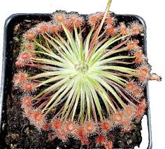 Image result for Stomatostemma monteiroae