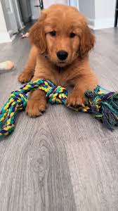 Happy 1/2 Year to Thor. #Happy6months 🎈 #ThorTheGoldenRetriever  #PawsOfPower #Thor #marvel #marvelcomics #goldenretrieverlovers  Educatedblackmen #BlackMen #blackmenfashion #nymodels #gay ...