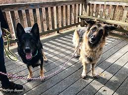 Search for cats for adoption at shelters near manchester ct. Manchester Ct German Shepherd Dog Meet Zoey And Lacey A Pet For Adoption