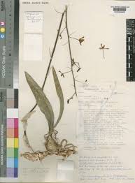 Image result for Oeceoclades decaryana