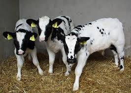Belgian blue cattle breed neeli nasal by dr ashraf sahibzada. Belgian Blue Cross Holstein Beef Calves Belgian Blue Cross Flickr
