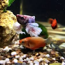 Is there any type of gourami that will get along with a betta in a 20 long? My Betta And Gourami Tropical Fish Forums